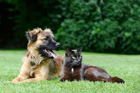 Professional care for cats and dogs