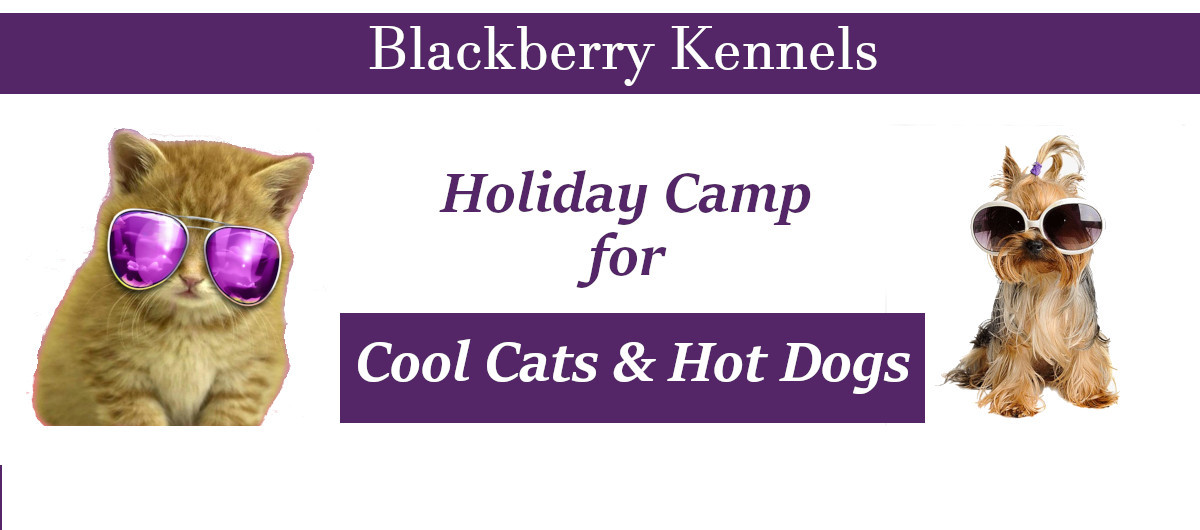 Holiday Camp for Cool Cats and Hot Dogs